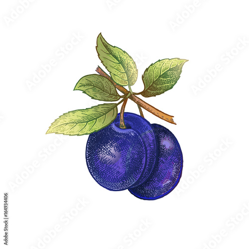 Realistic drawing of plum.