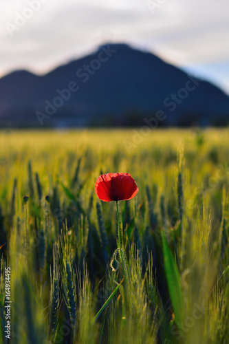 Fresh red poppy flowers are fluttering with fresh green barley field. The red poppies in blossom