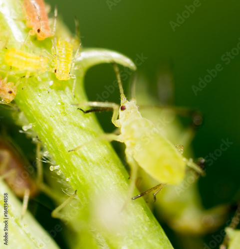 Aphids on a green leaf in nature