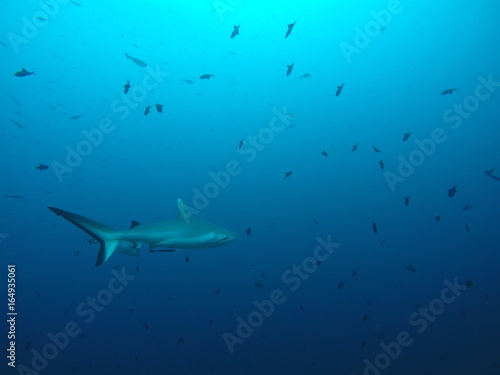 Wallpaper Mural A white tip reef shark hunting at a reef in the Maldives Torontodigital.ca