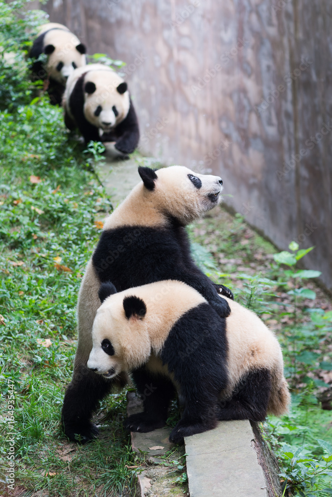 Fototapeta premium four young giant pandas waiting for food