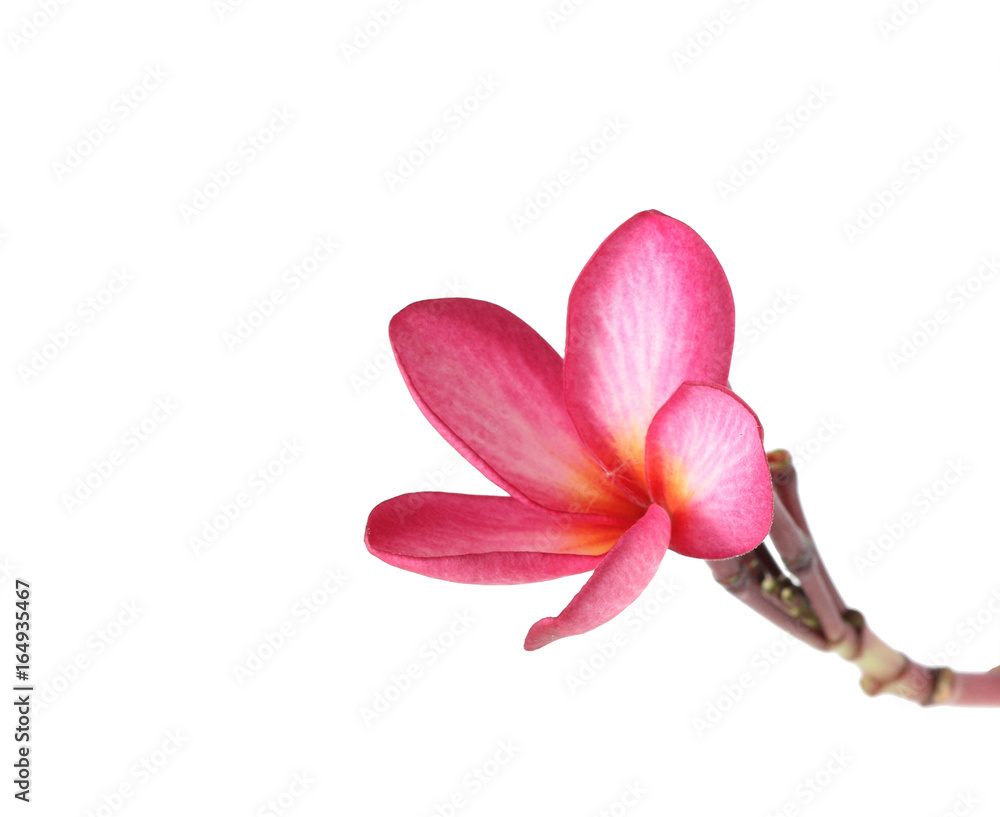 Fototapeta premium beautiful Plumeria flower white background