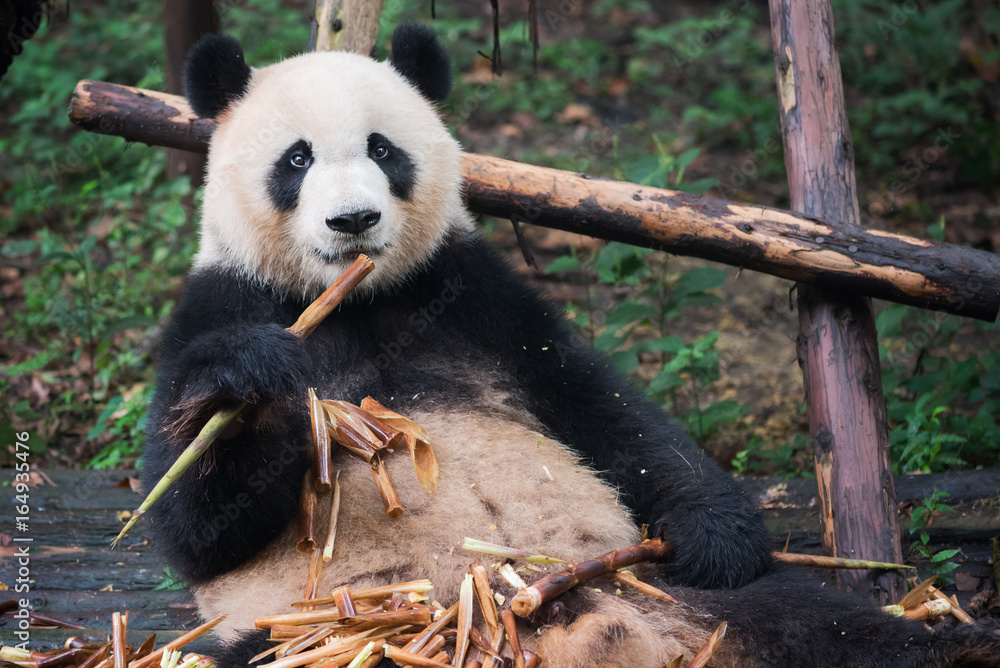 Obraz premium Giant panda looking at camera and eating bamboo