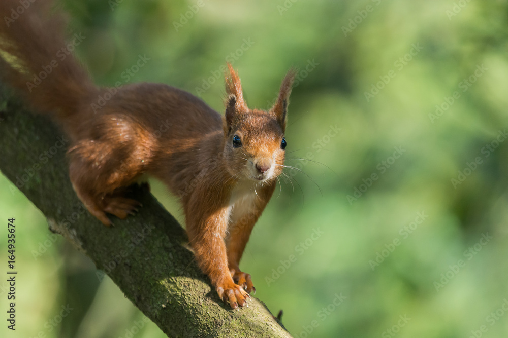 Red squirrel Red squirrel