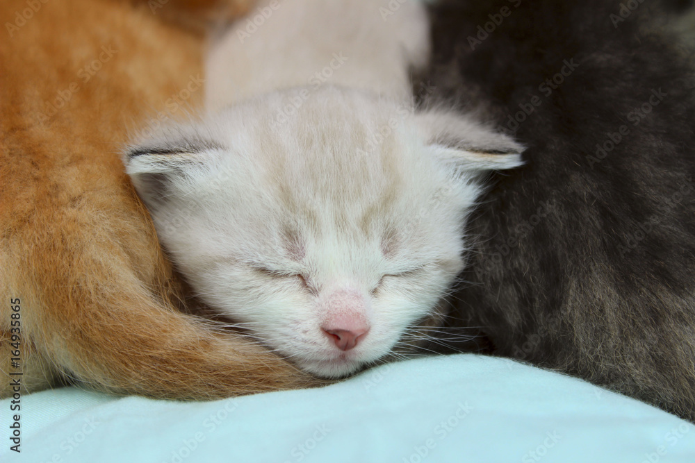 White kitten sleeping between red and grey kittens.