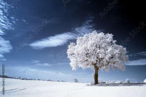 Infrared - Infrarot A tree in the field photo