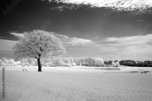 Infrared - Infrarot A tree in the field photo