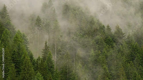 Fog over forest after rain close - ecology 4k 11897
