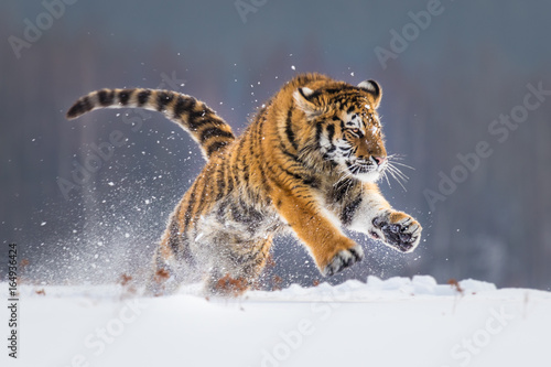 Beautiful young Siberian Tiger enjoying his typical environment,.