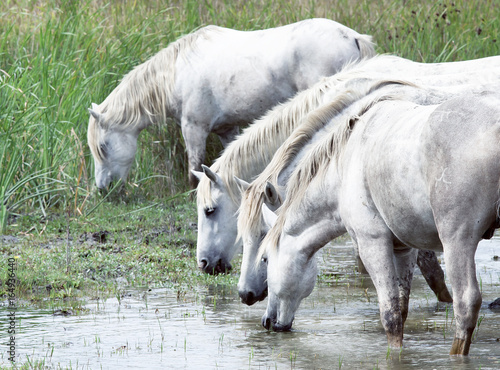 Drinking wild horses © pfluegler photo