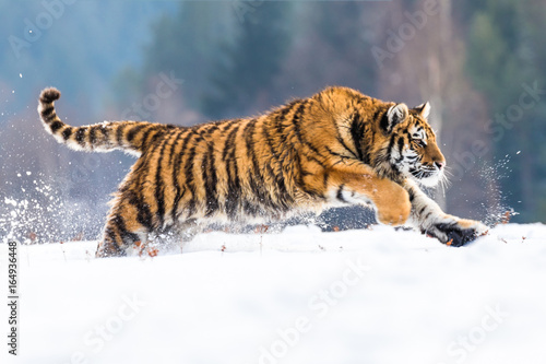 Beautiful young Siberian Tiger enjoying his typical environment,.
