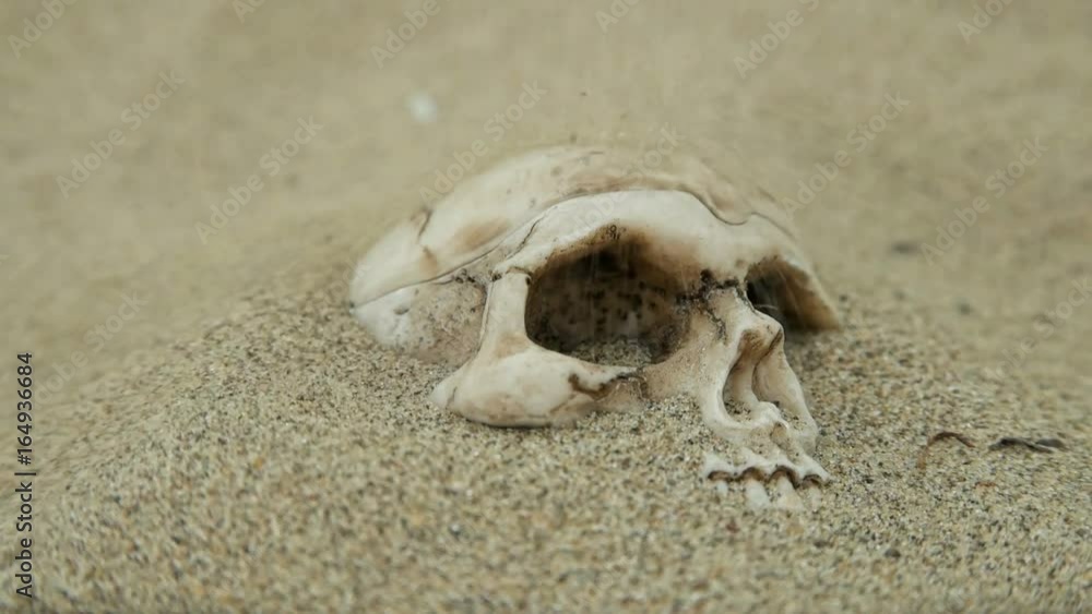 Human skull partially covered with sand Human skull partially covered with sand