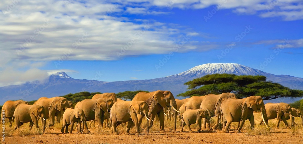 Naklejka premium Stado słoni afrykańskich podczas safari do Kenii i ośnieżona góra Kilimandżaro w Tanzanii w tle, pod zachmurzonym błękitnym niebem.