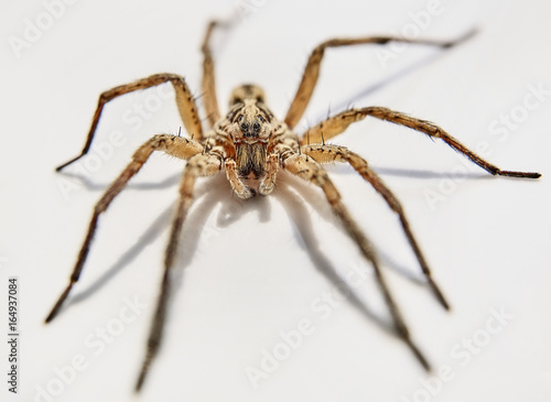 big spider isolated on white back ground