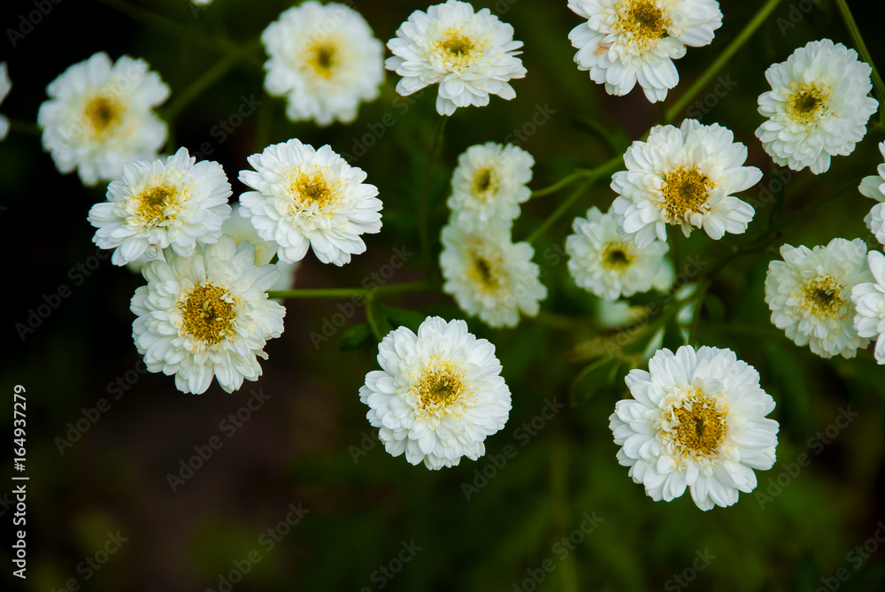 Fototapeta premium Tanacetum parthenium 'Double White' closeup