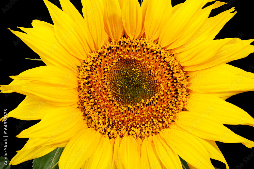 Obraz premium Sunflower