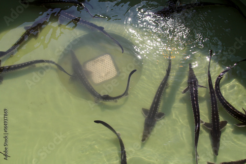 Grouped flock of sturgeons (Acipenser stellatus) in fish farm pool ready to be implanted with a microchip photo