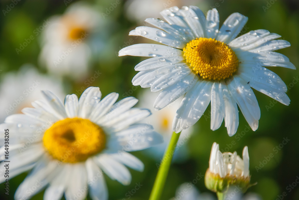 Obraz premium Fresh water drops on daisies flowers after watering