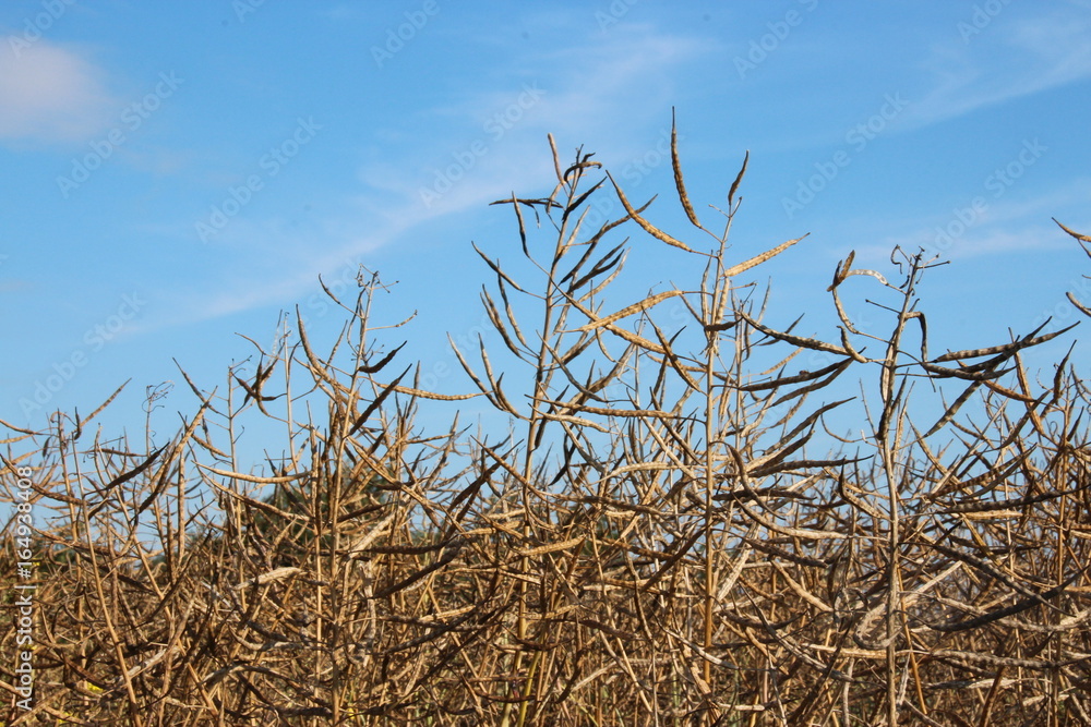 Fototapeta premium Sommer_Rapsfeld_bunte_Blueten