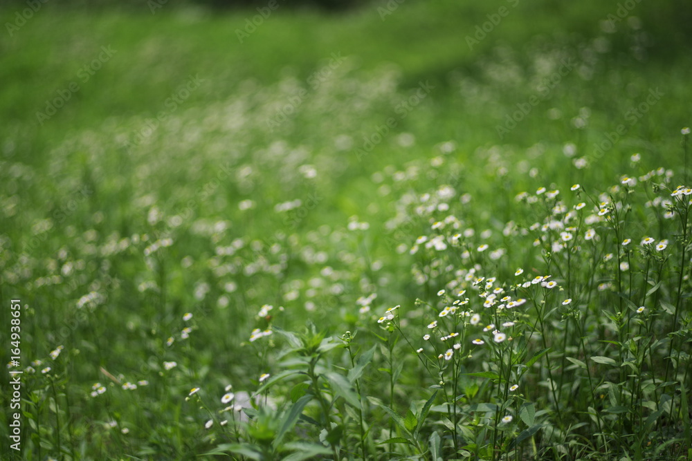 beautiful street wild flower beautiful street wild flower