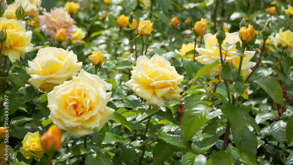 beautiful yellow rose in Sunny weather. beautiful yellow rose in Sunny weather.