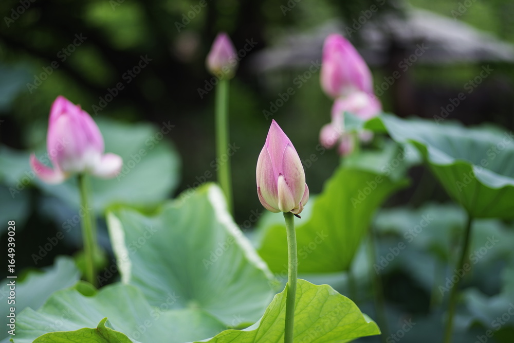 beautiful lotus, summer pink flower