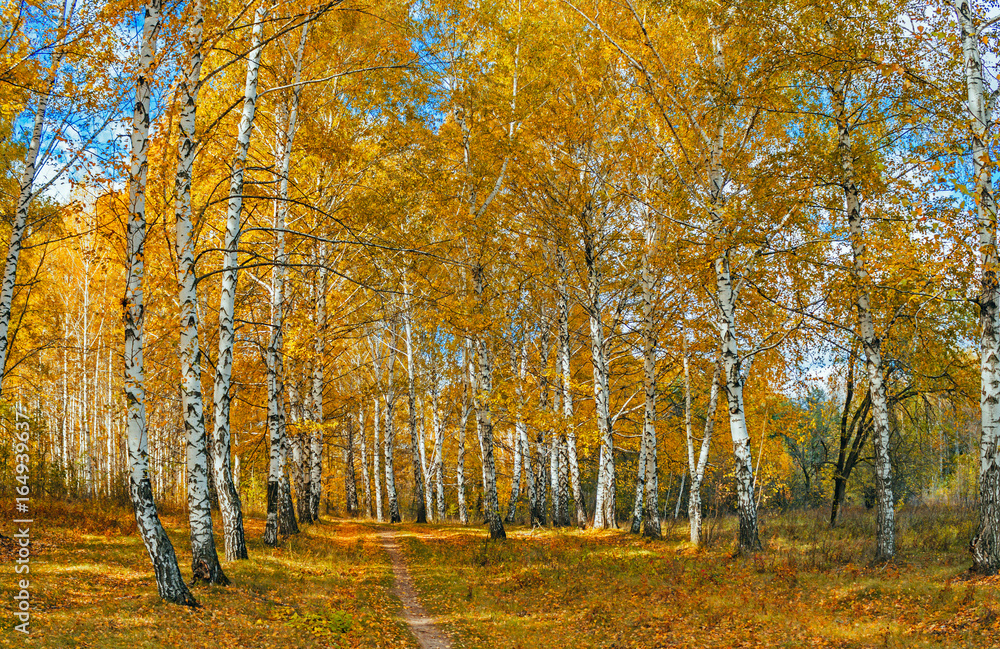 Obraz premium autumn birch forest