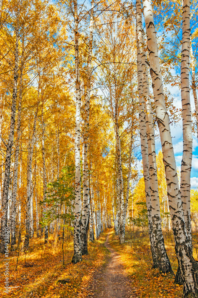 Fototapeta premium autumn birch forest