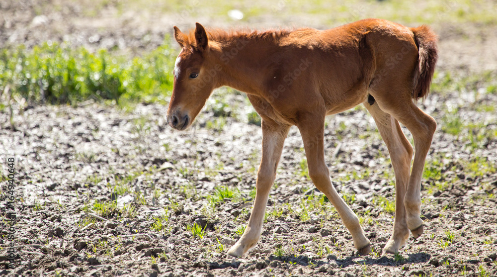 The horse walks on clay soil in the park The horse walks on clay soil in the park