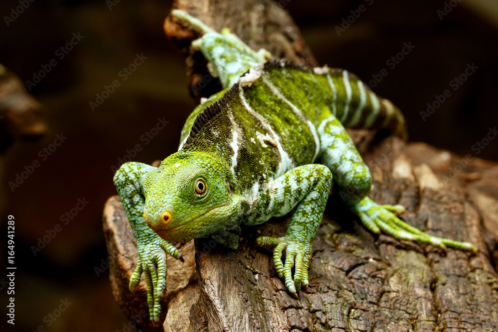 Fototapeta premium Fijian crested iguana (Brachylophus vitiensis) on Viti Levu Island, Fiji