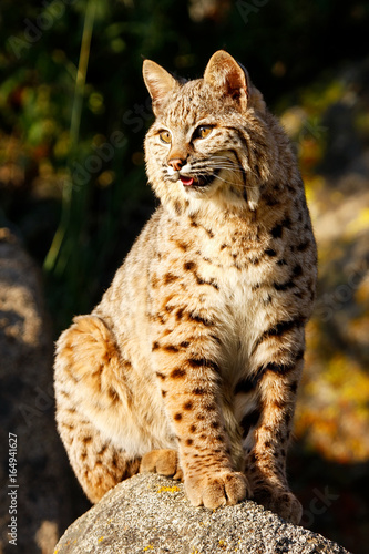 Bobcat sitting on a rock © donyanedomam