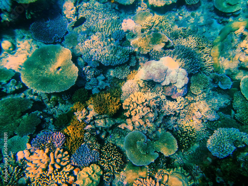 Fototapeta Naklejka Na Ścianę i Meble -  Coral reef in Somosomo Strait off the coast of Taveuni Island, Fiji