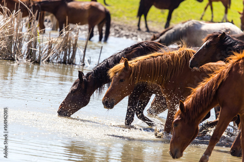 Horse on watering places on the lake