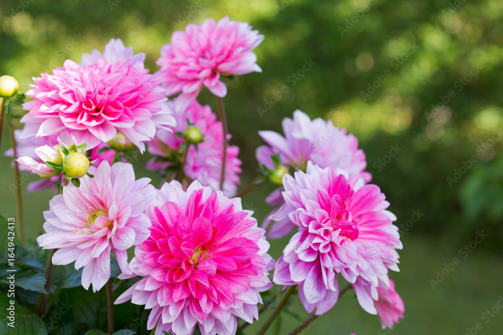 Pink dahlia background. Pink dahlia background.