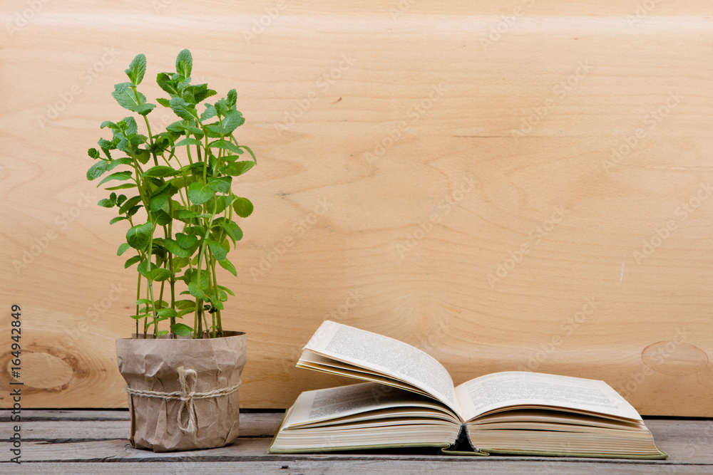 Education and reading concept - books and green plant Education and reading concept - books and green plant