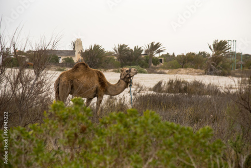 camel for tourist traffic in a dust in Tunisia