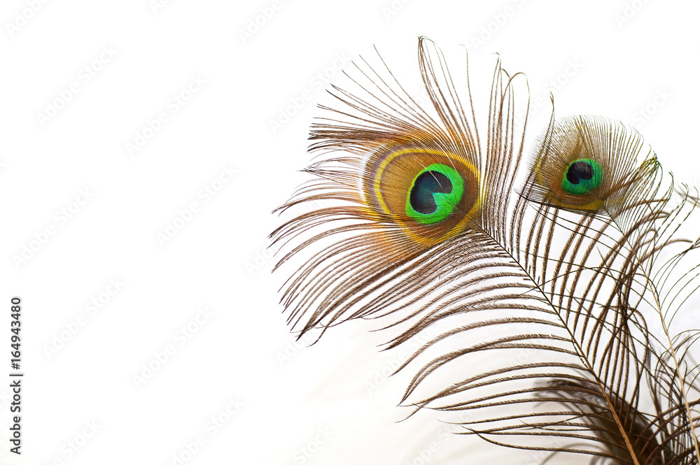 Obraz premium peacock feather isolated on a white background