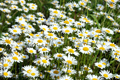 Lot of beautiful wild field chamomile flowers with white petals on meadow in summer day closeup
