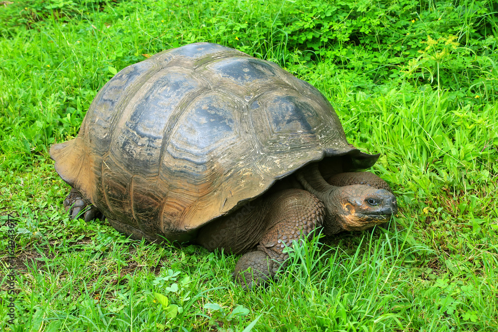 Galapagos giant tortoise on Santa Cruz Island in Galapagos National Park, Ecuador Galapagos giant tortoise on Santa Cruz Island in Galapagos National Park, Ecuador