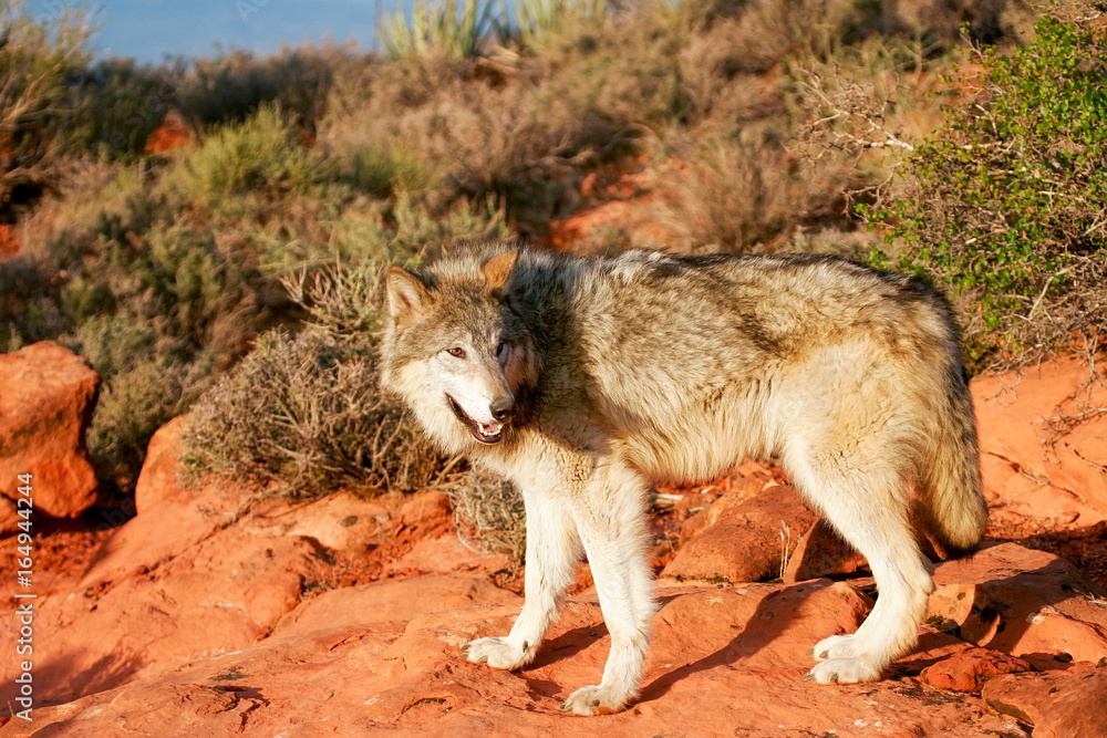 Gray wolf (Canis lupus) Gray wolf (Canis lupus)