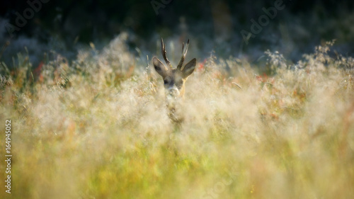 Sarna / kozioł wśród traw na dzikiej łące photo