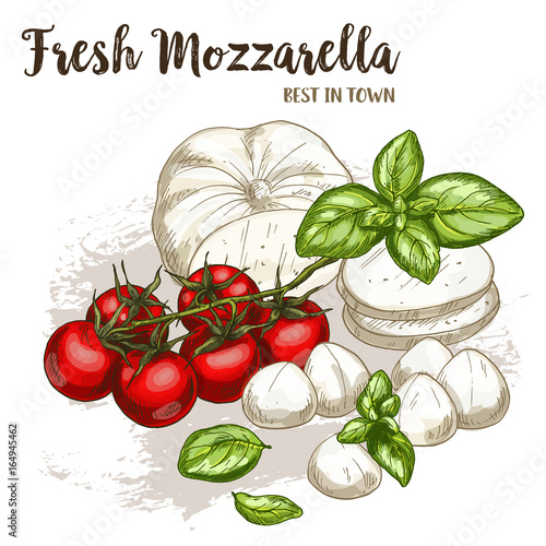Full color realistic sketch illustration of mozzarella