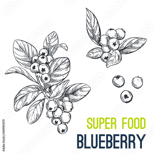 Blueberry. Super food hand drawn sketch vector