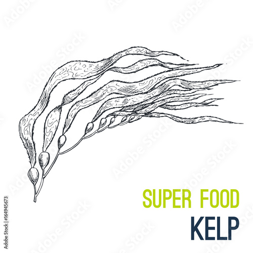 Kelp. Super food hand drawn sketch vector