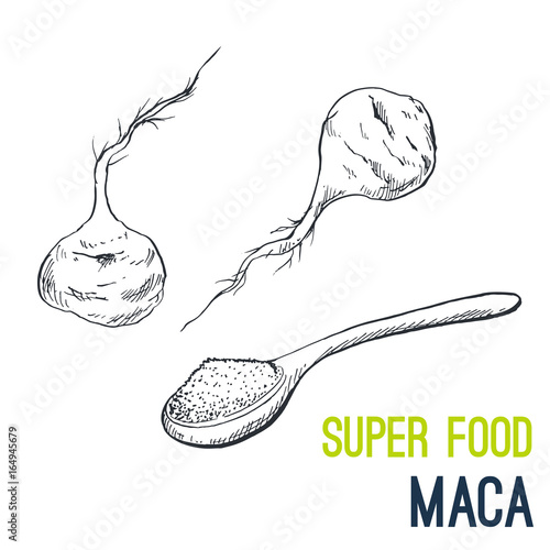 Maca root. Super food hand drawn sketch vector