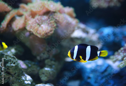 Clarke's Anemonefish (Clownfish) fish.