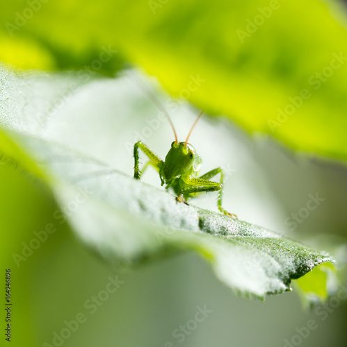 Wallpaper Mural Grasshopper on a green leaf in the open air Torontodigital.ca