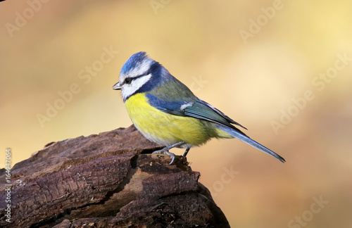 Blue tit posing close up.The identifications signs of the bird and the structure of the feathers are clearly visible.