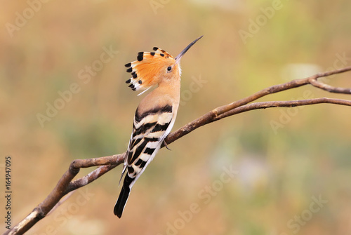 One hoopoe sitting on  branch and posing photographer.The identifications signs of the bird and the structure of the feathers are clearly visible © VOLODYMYR KUCHERENKO