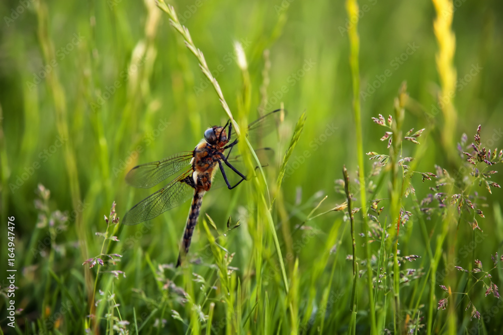 Dragonfly sitting on blade of grass Dragonfly sitting on blade of grass